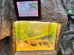-上海大自然野生昆虫馆(东方明珠·爬宠昆虫探索中心)