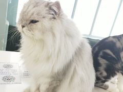 -安格丽娜·狗咖·猫咖羊驼咖(春熙路百盛商场店)