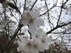 -香雪海