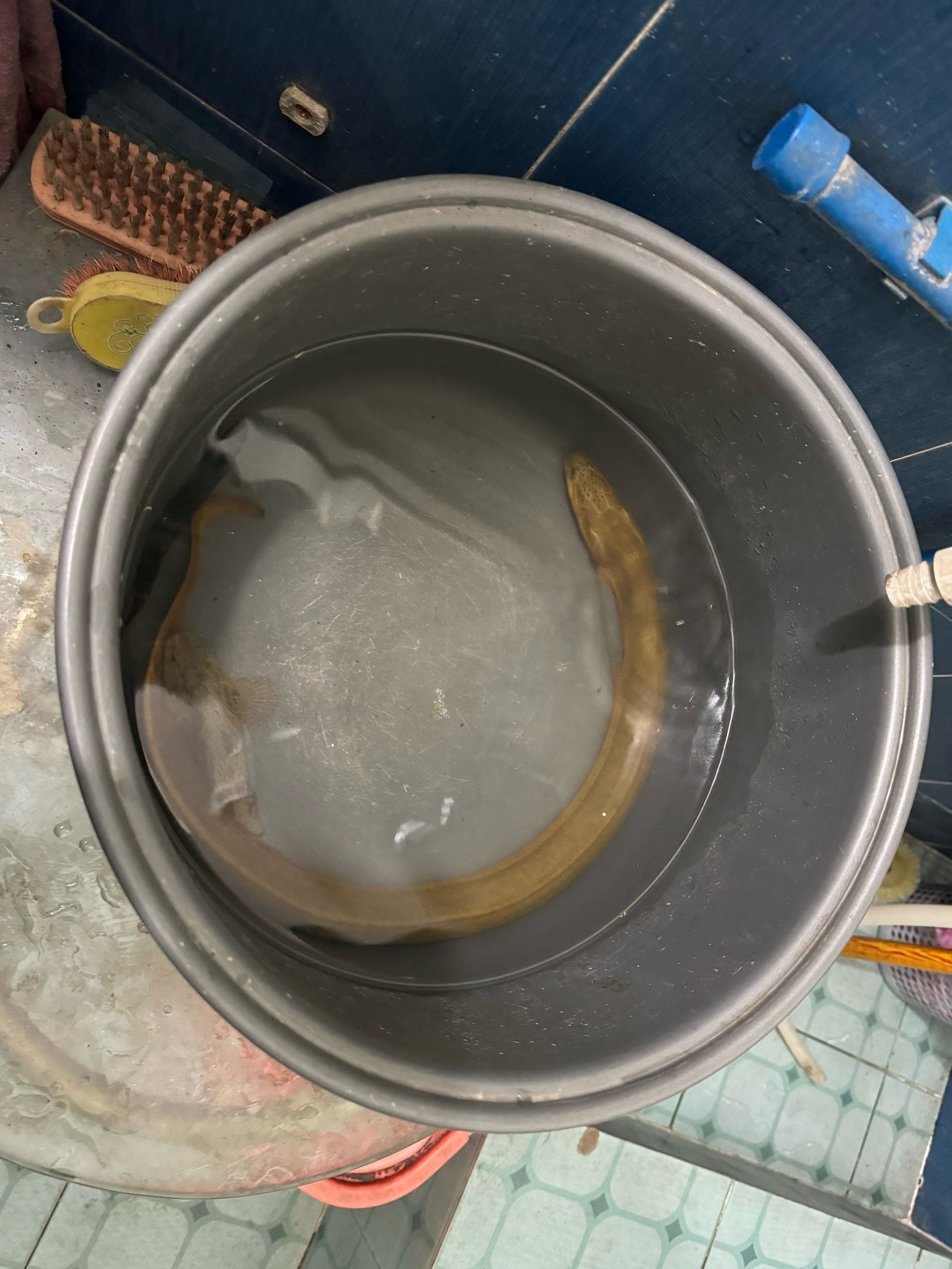 本地黄鳝本地河虾,含金量怎么样?