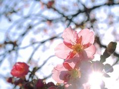 -顾村公园