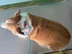 -汪喵宠物医院·骨科心脏影像·犬猫急重症ICU诊疗中心(成华分院)