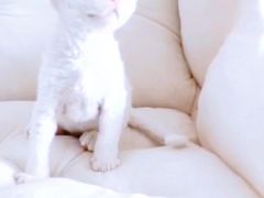 -十年猫舍·猫咪专门店(普陀店)