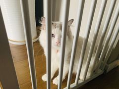 -东方名猫馆·英短金渐层布偶猫舍(环线广场1号楼店)