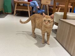 -藏猫猫咖啡主题馆(中央大道店)