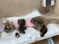 -北京观赏动物医院·24小时大型综合·猫专科·异宠专科
