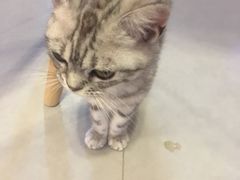 -三花喵·撸猫购宠·宠物生活馆(虹桥南丰城店)