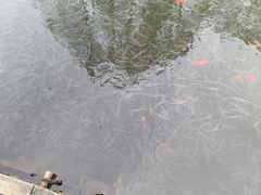 -西湖外事游船(花港观鱼码头)