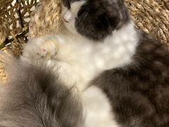 -飞行喵MR PILOT|猫舍·猫咖(静安大融城店)