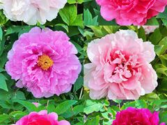 -莲花池公园