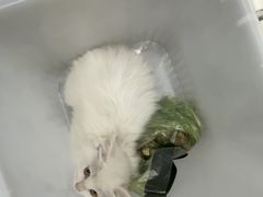 -芭比堂动物医院·CT·微创中心(新顺分院)