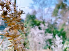 -樱桃山旅游景区
