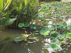 -同里国家湿地公园