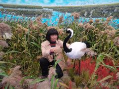 -盐城丹顶鹤湿地生态旅游区