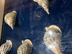 -青岛贝壳博物馆