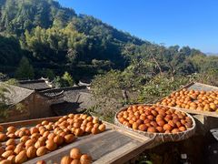 -杨家堂村