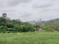 -张坝桂圆林公园