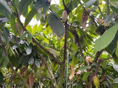 -歌斐颂巧克力小镇