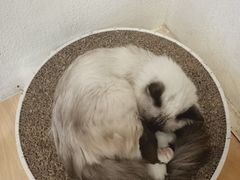 -喵喵咪呀布偶猫咖(春熙路店)