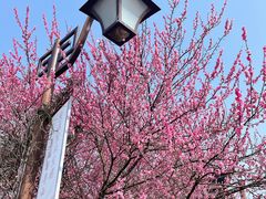 -杭州半山国家森林公园