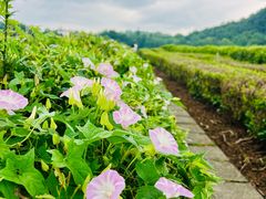 -中国茶叶博物馆(双峰馆区)