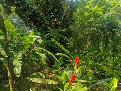 -中国科学院西双版纳热带植物园