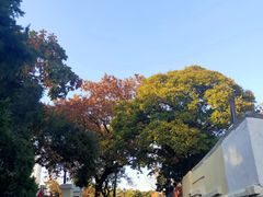 -八大关景区
