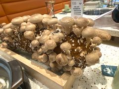 -椰子营·椰子鸡火锅(万象里店)