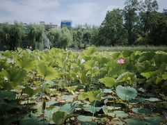 -莲湖公园