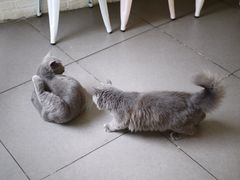 -有猫主题·治愈系猫咖(曾厝垵店)