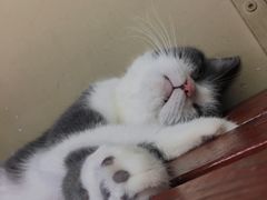 -猫咪博物馆(顶澳仔猫街店)