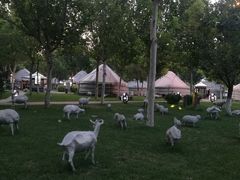 -九十九顶毡房(阜石路店)