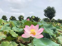 -武汉紫薇都市田园