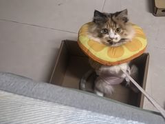 -纳吉亚猫专科动物医院·北北分院