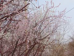 -桃花堤公园