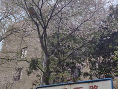 -武汉大学-樱园