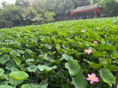 -房湖公园
