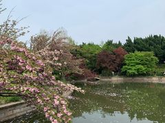 -嘉定紫藤园