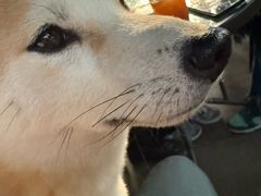 -柴犬高等学院·狗咖·柴犬售卖·宠物训练