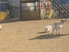 -趣玩宠物乐园寄养训犬训狗游泳池