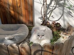 -喵屿·大理花园猫咖