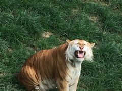 -西霞口神雕山野生动物世界
