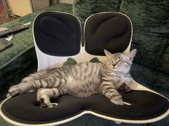 -瑞派名望志远动物医院·猫科·內科·异宠专科(直港大道店)