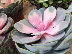 -循礼门鲜花花市(武汉循礼门店)