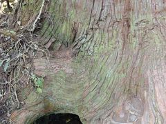 -天目山大树王景区