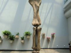 -自贡恐龙博物馆