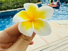 -渔家火锅·海鲜自助餐·演艺(亚龙湾天域酒店)