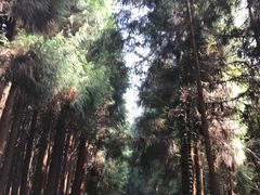 -武陵山森林公园