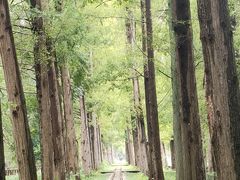 -黄海国家森林公园