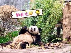 景点-成都大熊猫繁育研究基地